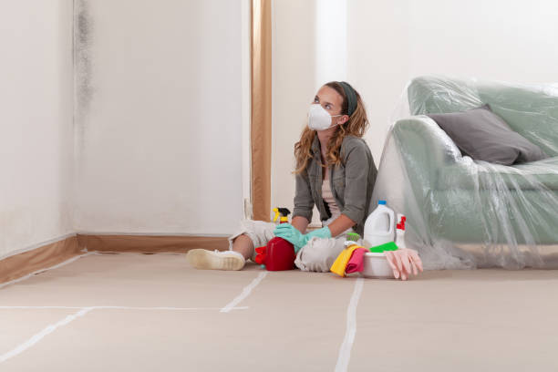 Reliable Mold Cleanup contractor in Elizabeth, CO by Cheap Mold Removal