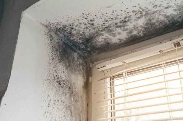 Affordable Mold Cleanup solutions in Elizabeth, CO